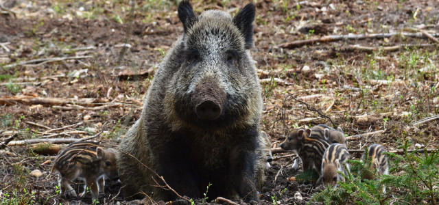 Wildschwein-Jagd: ist jetzt jedes MIttel recht?