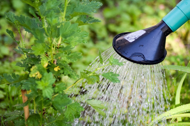 Urin als Dnger: Diesen Pflanzen im Garten tut er gut - Utopia.de
