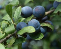 Beeren sammeln: Das bietet die Natur jetzt