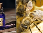 Bienen Insekten Pestizide Gift