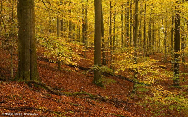 Waldzerstötung stoppen grad.jetzt Biodiversität