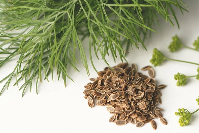 dillsamen-kannst-auch-als-saatgut-nutzen-cc0-pixabay-milesz-210920_download Dillsamen kannst auch als Saatgut nutzen.
