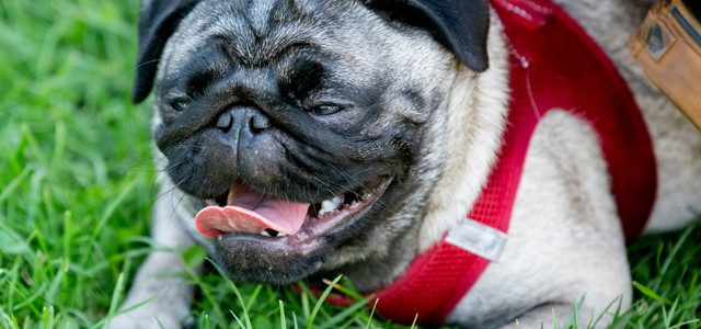 Forscher prangert Zucht von Mode-Hunden an