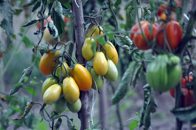 duenge-tomaten-am-besten-frueh-morgens-oder-am-abend-cc0--pixabay--artellliii72-250625_download Dünge Tomaten am besten früh morgens oder am Abend.