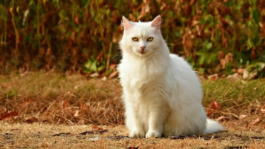 katzen-zugelaufen-cc0-pixabay-mabelamber-200120 katzen zugelaufen