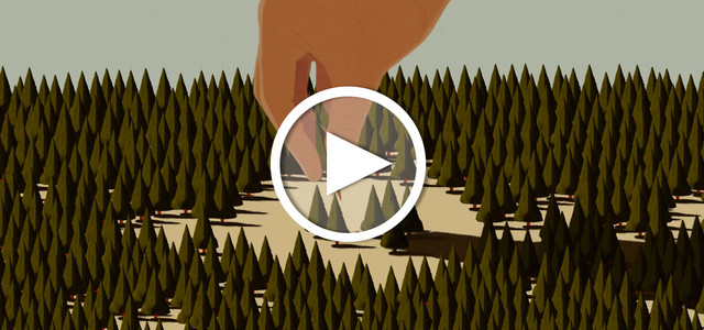 Video: Folgen von Waldrodung