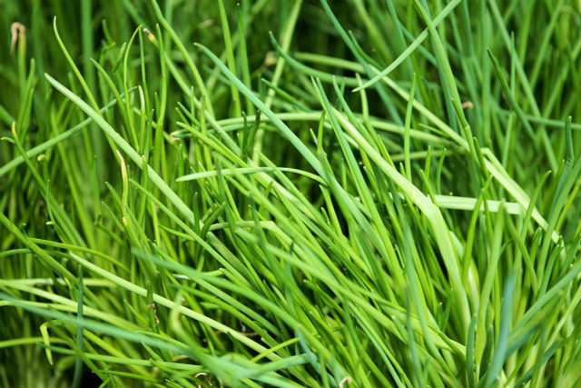 Monk's beard is reminiscent of chives in appearance. 