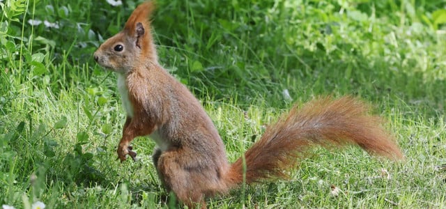 Eichhörnchen leiden unter Dehydrierung: So kannst du helfen