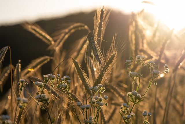 Have your family doctor test you for a rye allergy.