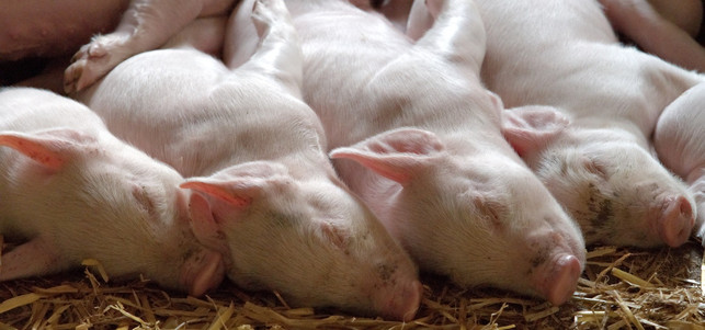 schweine-pb-130323-1280x600 Schweine Müll Fleisch