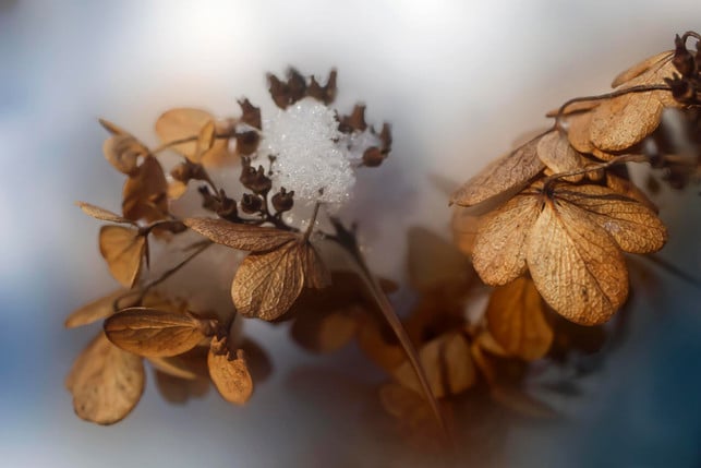 hortensien-reagieren-auch-auf-winterliche-temperat-cc0--pixabay--gab-rysia-250625_download Hortensien reagieren auch auf winterliche Temperaturen empfindlich.