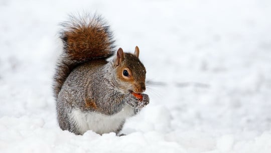 winteranfang-2020-datum-und-tipps-fuer-einen-nachh-cc0-pixabay-publicdomainpictures-181117 Winteranfang 2020: Datum und Tipps für einen nachhaltigen Winter