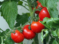 zum-einkochen-eignen-sich-am-besten-groessere-tomate-cc0-pixabay-esiul-180609_download Zum Einkochen eignen sich am besten größere Tomaten vom Biomarkt oder aus dem eigenen Garten