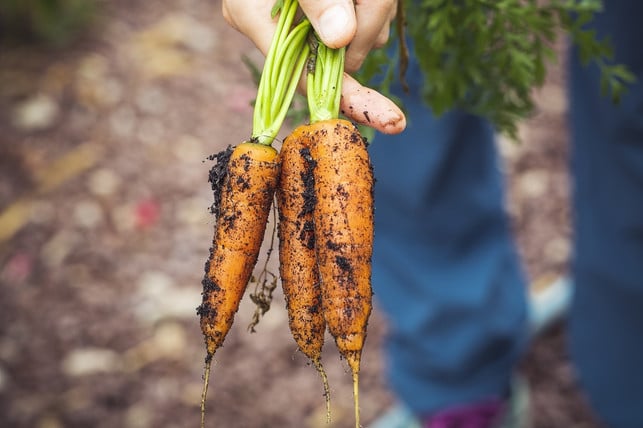 square-foot-gardening-eignet-sich-fuer-fast-jeden-cc0-pixabay-markusspiske-210529_download Square Foot Gardening eignet sich für fast jede:n.