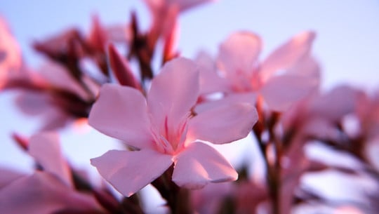 oleander-zurueckschneiden-cc0-pixabay-k-e-k-u-l-e-221014 oleander zurückschneiden