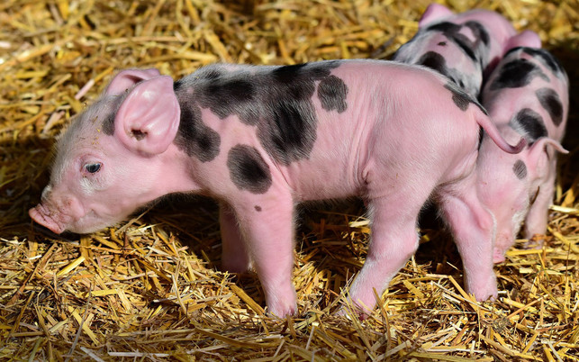 ferkel-kastration-pb-190115-1280x800 Ferkel Kastration Demo wir haben es satt