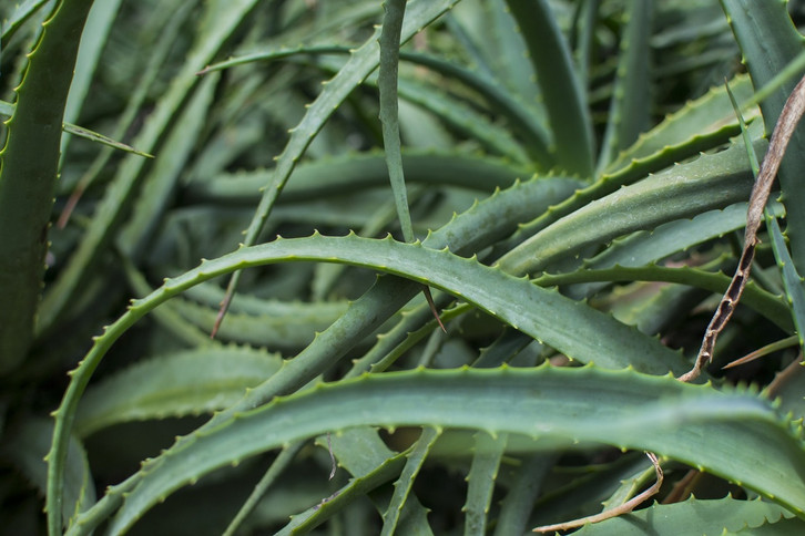 aloe vera standort zimmer Aloe Vera „Alfonso“ – Aloe-Vera-Pflanze in Gärtnerqualität kaufen main image 1