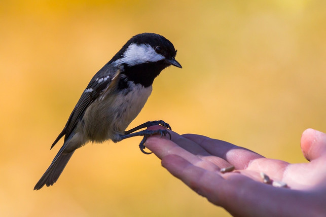 verhaelt-sich-der-findling-normal-kannst-du-ihn-wi-cc0-pixabay-kernli-240610_download Verhält sich der Findling normal, kannst du ihn wieder freilassen.