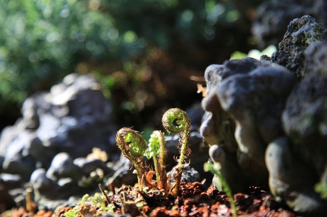 junge-adlerfarn-sproesslinge-cc0-pixabay-nanoom-190909_download Junge Adlerfarn-Sprösslinge.