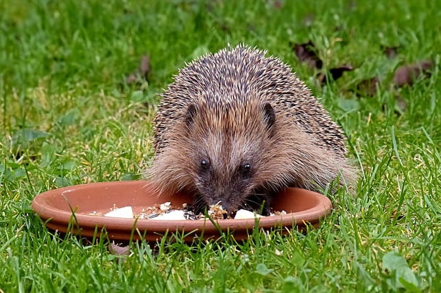 igel-solltest-du-nur-in-ausnahmefaellen-fuettern-cc0-pixabay-oldiefan-200925_download Igel überwintern in der Regel ohne Hilfe. Nur in Ausnahmefällen sollten sie gefüttert werden.
