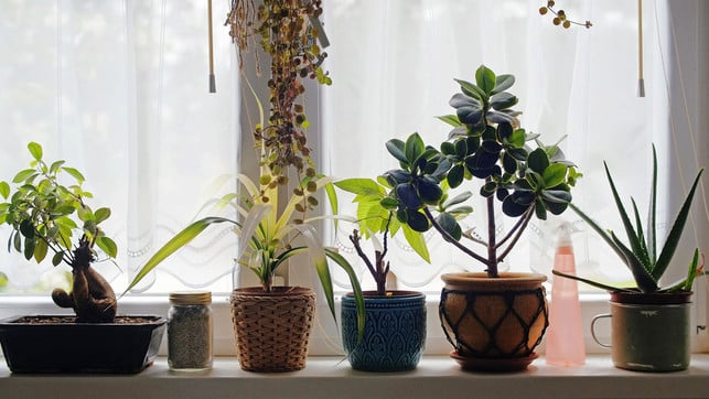 schimmeSchimmelgefahr durch Zimmerpflanzen: Was ist dran?lgefahr-durch-zimmerpflanzen-pb-coyot-251122-1280x720-1 Schimmelgefahr durch Zimmerpflanzen