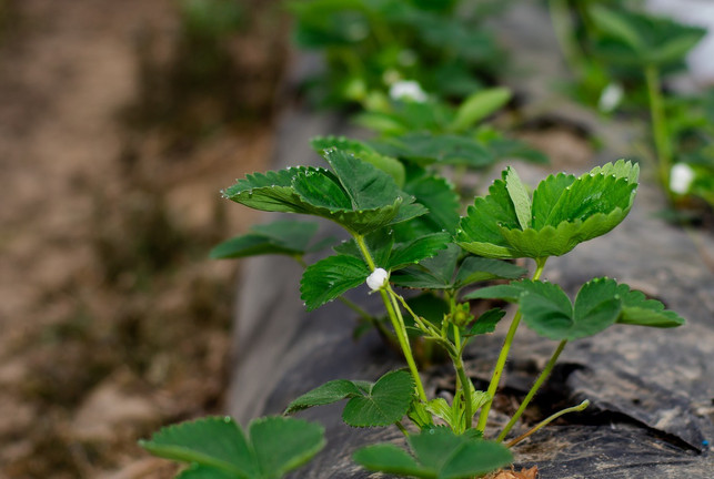 erdbeerpflanzen-ueberwintern-im-freien-cc0-pixabay-darkworkx-200315_download Erdbeerpflanzen überwintern im Freien.