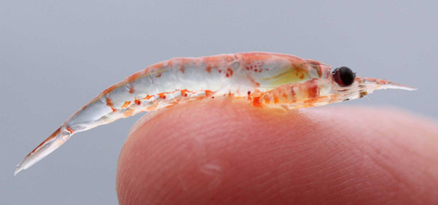Krill-Fang in der Antarktis: Grund dafür „ist das Verrückteste der Geschichte"
