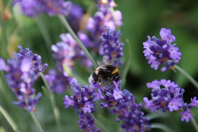 Lavendel Pflanzen und pflegen die besten Tipps Utopia.de