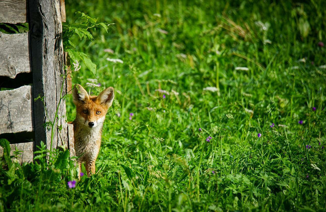 der-wilde-rasen-bietet-tieren-und-insekten-nahrung-cc0-pixabay-rottonara-220728_download Wilder Rasen bietet Tieren und Insekten Nahrung und Nistmöglichkeiten.