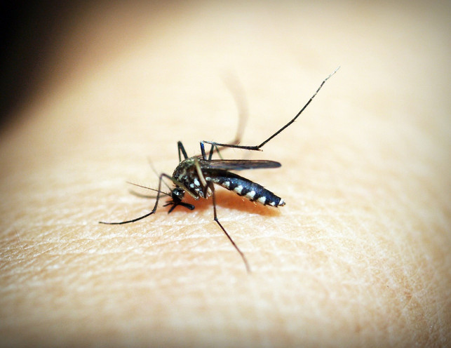 durch-genome-editing-malaria-ausrotten-cc0-pixabay-41330-200824_download Durch Genome Editing Malaria ausrotten?