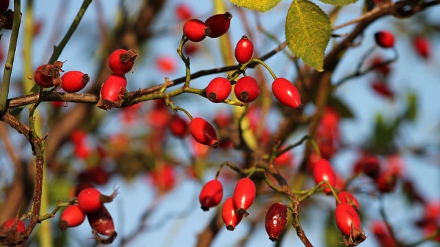 hagebutten-marmelade-cc0-public-domain-pixabay-manfredrichter-180822 hagebutten marmelade