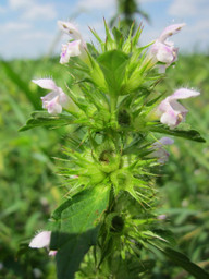 die-schwarznessel-blueht-in-zartrosa-bis-hellviolet-cc0-pixabay-wikimediaimages-210616_download Die Schwarznessel blüht in Zartrosa bis Hellviolett.
