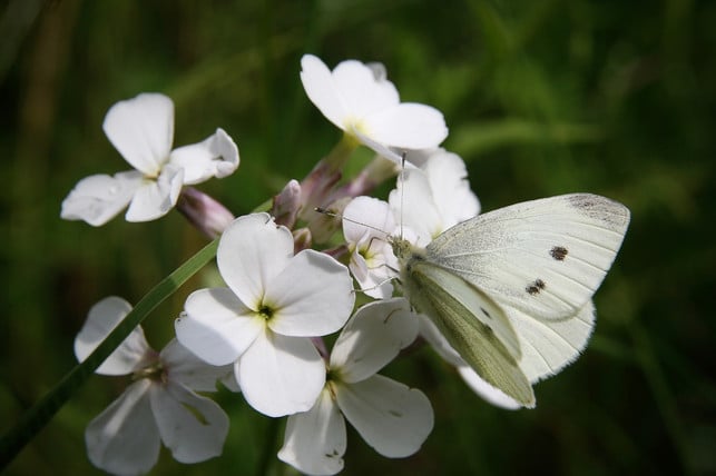 schmetterling-auf-lunaria-bluete-cc0-pixabay-nennieinszweidrei-190624_download Schmetterling auf Lunaria Blüte