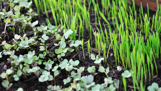 microgreens-pb Aussaat im Dezember – was jetzt noch möglich ist