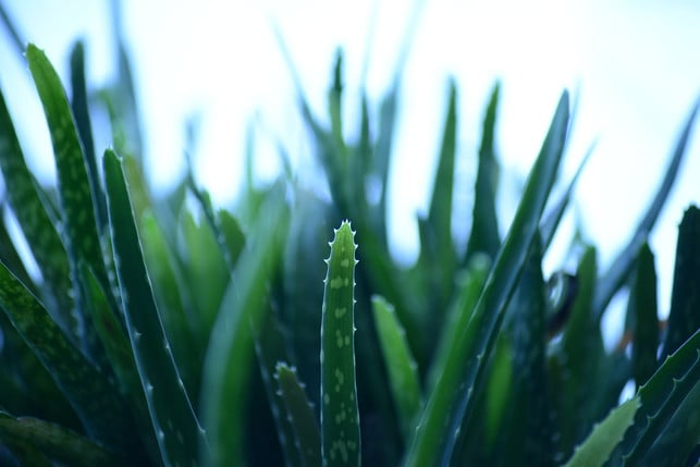nutze-eine-aeltere-pflanze-um-aloe-vera-gel-selber-cc0-pixabay-pollydot-230620_download Nutze eine ältere Pflanze, um Aloe-Vera-Gel selber zu machen.
