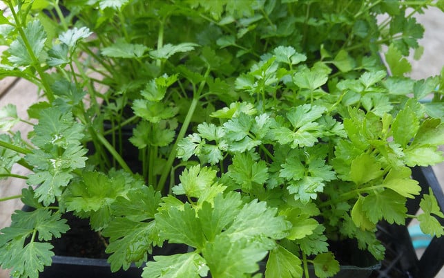 bienen-kraeuter-koriander-pb-cc0-1280x800 Bienenfreundliche Kräuter: Koriander