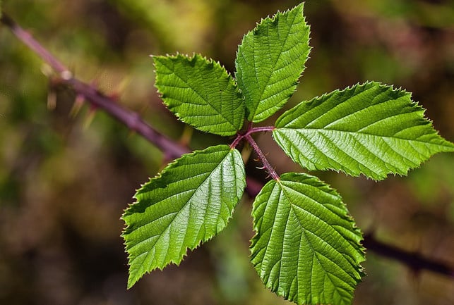 die-jungen-blaetter-sind-besonder-gut-fuer-brombeerb-cc0-pixabay-uroburos-200307_download Die jungen Blätter sind besonder gut für Brombeerblättertee geeignet.