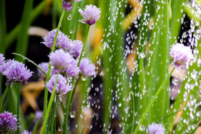 verwende-zum-giessen-regenwasser-cc0-pixabay-annawaldl-210628_download Verwende zum Gießen am besten Regenwasser.