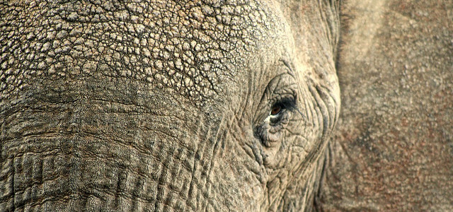 wilhüter tötet 5000 elefanten