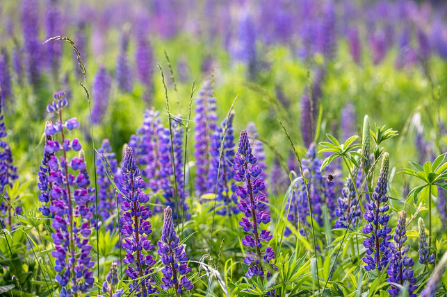 lupinen-kannst-du-als-gruenduenger-fuer-hackfruechte-a-cc0-pixabay-fotoblend-220703_download Lupinen kannst du als Gründünger für Hackfrüchte anpflanzen.