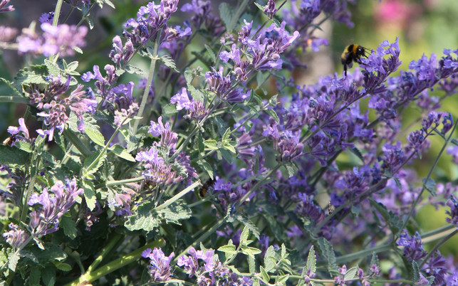 bienenweide-pflanzen-katzenminze-pb-cc0-180412-1280x800 Bienenweide: Katzenminze