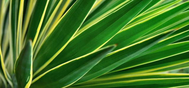yucca palme pflegen