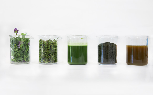 Gras als Ausgangsstoff für Viehfutter, Biogas oder Nährlösung für die Algenzucht Gras als Ausgangsstoff für Viehfutter, Biogas oder Nährlösung für die Algenzucht