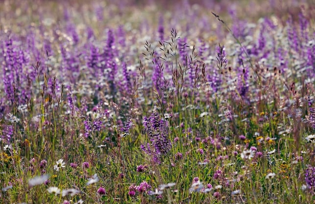 wiesensalbei-braucht-viel-licht-und-waechst-deshalb-cc0-pixabay-couleur-200911_download Wiesensalbei braucht viel Licht und wächst deshalb am besten an einem vollsonnigen Platz.