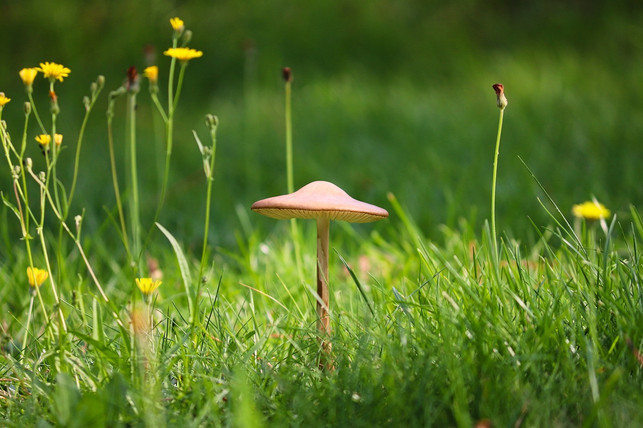 hexenringe-solltest-du-moeglichst-schnell-entfernen-cc0-pixabay-manfredrichter-231106_download Hexenringe solltest du möglichst schnell entfernen, damit sie sich nicht weiter ausbreiten.