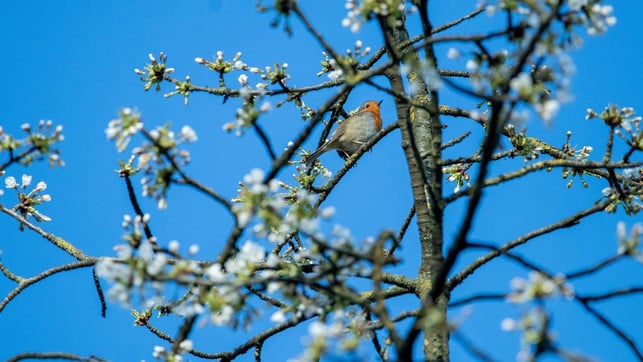 viele-rotkehlchen-ueberwintern-in-deutschland-cc0-pixabay-wz-digital-photography-210910_download Viele Rotkehlchen überwintern in Deutschland.