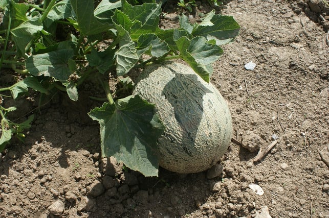 cantaloupe-melonen-lassen-sich-auch-regional-kulti-cc0-pixabay-titosoft-220809_download Cantaloupe-Melonen lassen sich auch regional kultivieren.