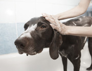 Hund waschen leicht gemacht: So machst du es richtig