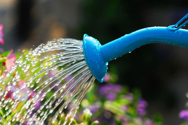 Natural Garden Organic Gardening Tips: Water your garden properly