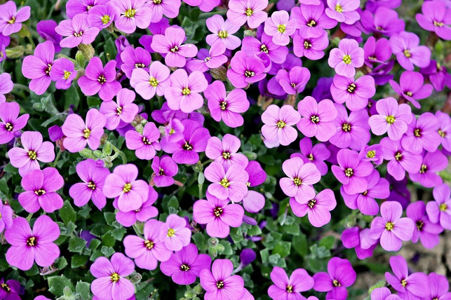 ein-blumenturm-gibt-deinem-garten-oder-balkon-etwa-cc0-pixabay-manfredrichter-211127_download Ein Blumenturm gibt deinem Garten oder Balkon etwas Farbe.